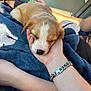 Juno is registered to the contest to win money with this photo: puppy, dog, sleeping, hand, bracelet, blanket, blue, person, arm, nap, cute, fur, small, resting, indoor, light, sunlight, comfort, cozy, pet
