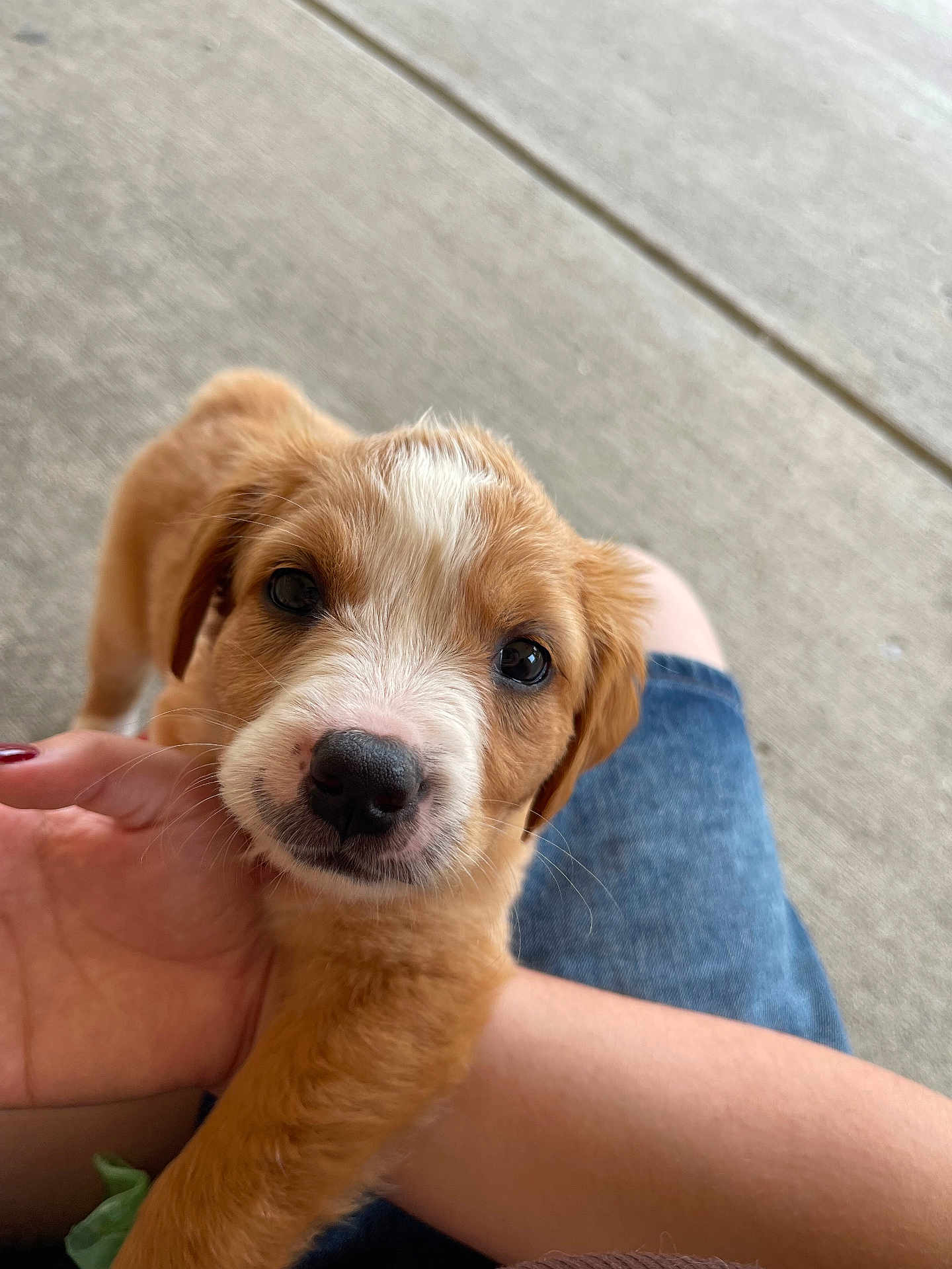 Juno joined the competition — help win amazing prizes! puppy, dog, brown_fur, white_fur, close_up, pet, cute, animal, young_dog, canine, hand, person, skin, denim, casual, outdoor, concrete, portrait, looking_at_camera, friendly