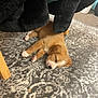Juno joined the competition — help win amazing prizes! puppy, sleeping, carpet, floor, indoor, blanket, furniture_leg, brown, white, cozy, nap, pet, cute, animal, young, resting, paw, small, domestic, calm