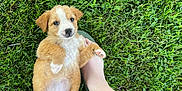 Juno joined the competition — help win amazing prizes! puppy, dog, grass, outdoor, pet, animal, cute, lying_down, paw, white_markings, fur, human_leg, hand, nature, playful, relaxed, summer, greenery, adorable, young