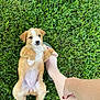 puppy, dog, grass, outdoor, pet, animal, cute, lying_down, paw, white_markings, fur, human_leg, hand, nature, playful, relaxed, summer, greenery, adorable, young