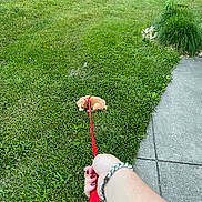 Juno is registered to the contest to win money with this photo: puppy, dog, leash, grass, sidewalk, hand, bracelet, red_leash, greenery, outdoor, stubborn, small_dog, cute, summer, nature, walking, refusal, pet, animal, casual