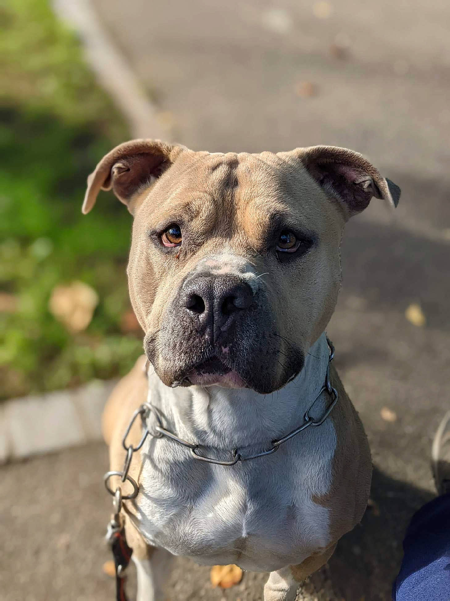 Omega participe au concours pour gagner de l'argent avec cette photo : ancient_dog_breeds, bulldog, canidae, carnivore, collar, companion_dog, dog, dog_breed, dog_collar, fawn, molosser, non_sporting_group, pet_supply, snout, terrestrial_animal, whiskers, working_animal, working_dog, wrinkle