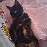 Autumn is registered to the contest to win money with this photo: animal, bed, black, blanket, cat, collar, cozy, curious, cute, feline, fur, indoor, kitten, lying_down, orange, paw, pet, resting, soft, young