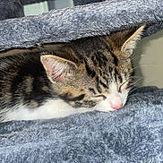 Milo is registered to the contest to win money with this photo: cat, kitten, sleeping, tabby, feline, fur, pet, cozy, resting, indoors, soft, gray, cute, animal, whiskers, ears, pink_nose, relaxed, furry, closeup