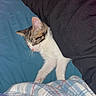 Milo joined the competition — help win amazing prizes! kitten, sleeping, blanket, bed, blue_bedsheet, plaid_blanket, tabby_cat, white_cat, cozy, resting, indoor, cute, pet, feline, young_cat, comfort, nap, fur, whiskers, soft