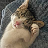 Milo joined the competition — help win amazing prizes! kitten, sleeping, cat, paw, whiskers, nose, fur, cozy, blanket, closeup, cute, pet, relaxing, indoor, animal, soft, texture, resting, peaceful, adorable