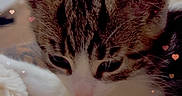 Milo joined the competition — help win amazing prizes! kitten, cat, close_up, sleepy, furry, pet, animal, domestic_animal, soft_texture, blanket, indoor, cute, heart_shape, lighting_effect, feline, young, whiskers, ears, nose, relaxing