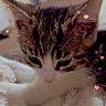kitten, cat, close_up, sleepy, furry, pet, animal, domestic_animal, soft_texture, blanket, indoor, cute, heart_shape, lighting_effect, feline, young, whiskers, ears, nose, relaxing