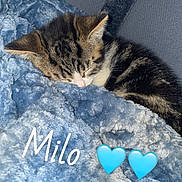 Milo is registered to the contest to win money with this photo: kitten, cat, sleeping, tabby, blue_blanket, cozy, nap, pet, animal, feline, soft_texture, cute, young, indoor, resting, fur, whiskers, closeup, sleep, peaceful
