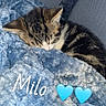 kitten, cat, sleeping, tabby, blue_blanket, cozy, nap, pet, animal, feline, soft_texture, cute, young, indoor, resting, fur, whiskers, closeup, sleep, peaceful