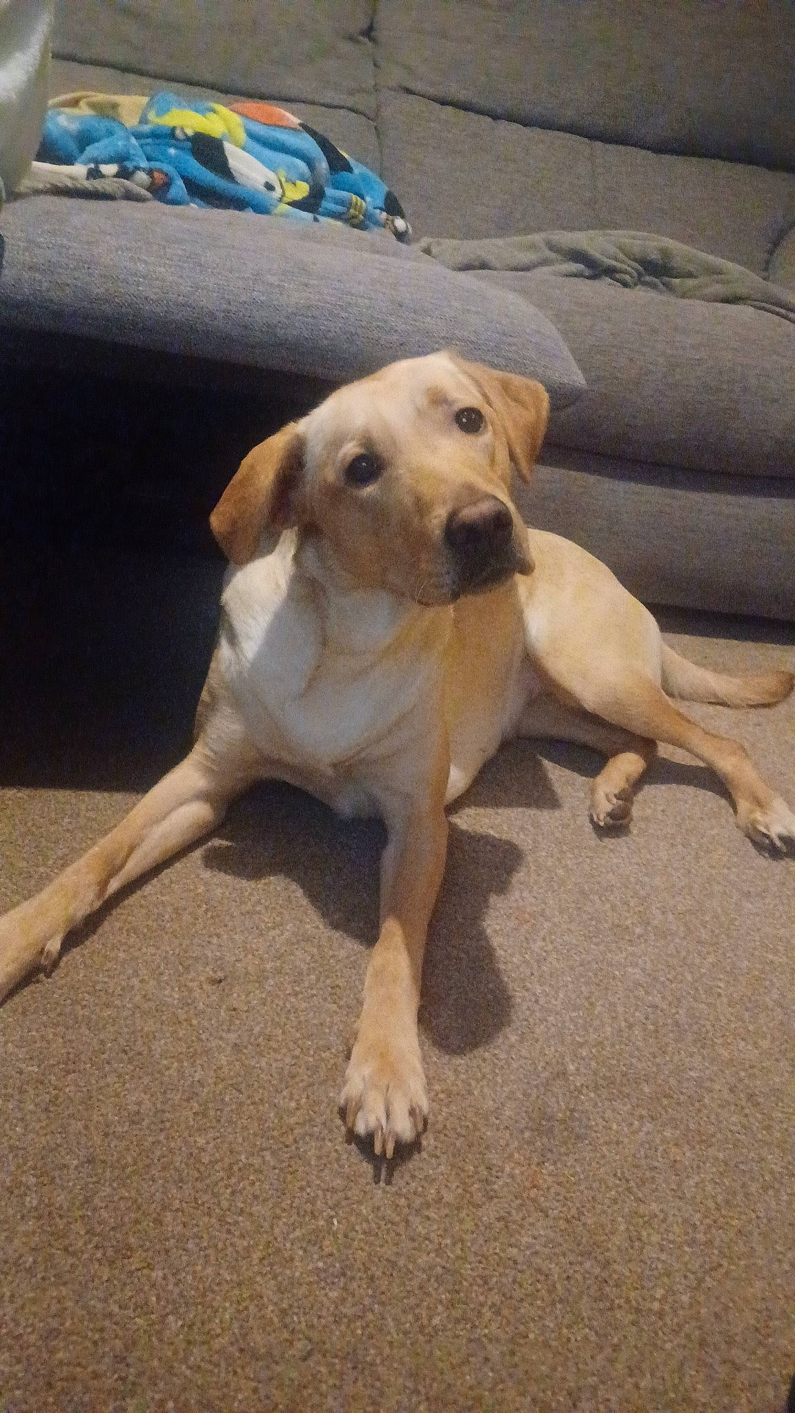 Honey joined the competition — help win amazing prizes! canidae, carnivore, collar, comfort, companion_dog, couch, dog, dog_breed, dog_collar, fawn, flooring, gun_dog, hardwood, paw, pet_supply, snout, sporting_group, tail, wood, working_animal