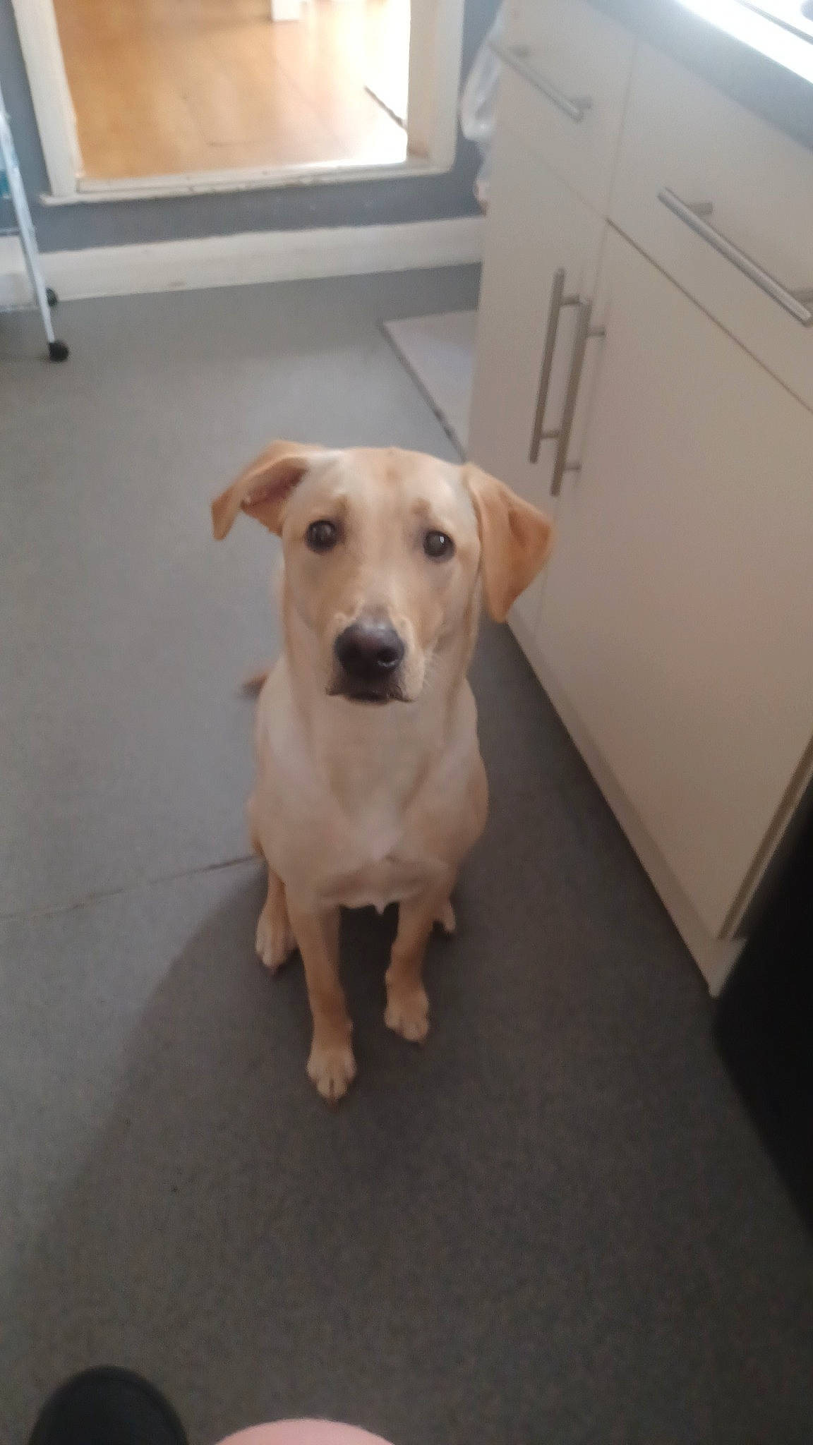 Honey joined the competition — help win amazing prizes! canidae, carnivore, companion_dog, dog, dog_breed, dog_supply, fawn, floor, flooring, fur, gun_dog, hardwood, labrador_retriever, pet_supply, retriever, snout, sporting_group, tail, wood, working_animal