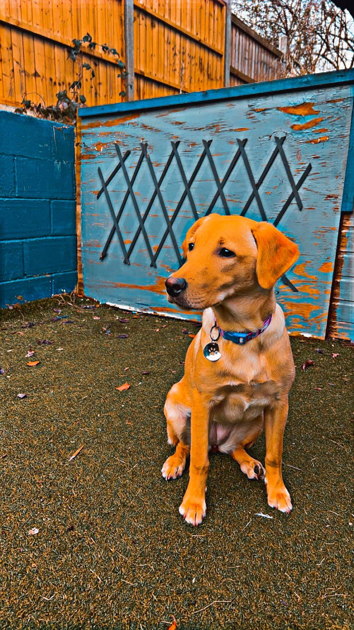 Honey is registered to the contest to win money with this photo: asphalt, carnivore, collar, companion_dog, dog, dog_breed, dog_clothes, dog_collar, dog_supply, fawn, fence, grass, hat, leash, pet_supply, road_surface, sidewalk, sporting_group, tire, working_animal