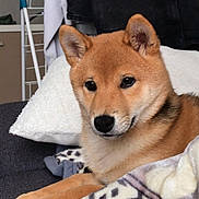 Kenzo a rejoint le concours — aidez-le/la à gagner de superbes lots ! animal, blanket, brown, canine, couch, cozy, dog, ears, face, fur, furniture, home, indoor, nose, paw, pet, pillow, relaxing, resting, shiba_inu