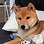 animal, blanket, brown, canine, couch, cozy, dog, ears, face, fur, furniture, home, indoor, nose, paw, pet, pillow, relaxing, resting, shiba_inu