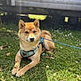 Kenzo a rejoint le concours — aidez-le/la à gagner de superbes lots ! animal, background_blur, canine, cute, daylight, dog, ears, fur, grass, greenery, harness, leash, muzzle, nature, outdoor, paws, pet, resting, shiba_inu, sunlight