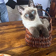 Coton a rejoint le concours — aidez-le/la à gagner de superbes lots ! kitten, cat, siamese, blue_eyes, basket, wooden_table, indoor, pet, feline, cute, curious, animal, domestic_animal, cozy, resting, whiskers, ears, paws, fur, household