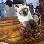 kitten, cat, siamese, blue_eyes, basket, wooden_table, indoor, pet, feline, cute, curious, animal, domestic_animal, cozy, resting, whiskers, ears, paws, fur, household