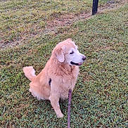 Moses joined the competition — help win amazing prizes! dog, golden_retriever, leash, grass, fence, yard, outdoor, pet, canine, animal, house, field, tree, nature, farm, rural, sitting, daytime, sky, fur