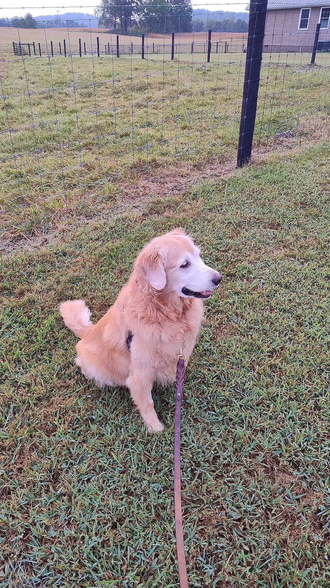 Moses joined the competition — help win amazing prizes! dog, golden_retriever, leash, grass, fence, yard, outdoor, pet, canine, animal, house, field, tree, nature, farm, rural, sitting, daytime, sky, fur