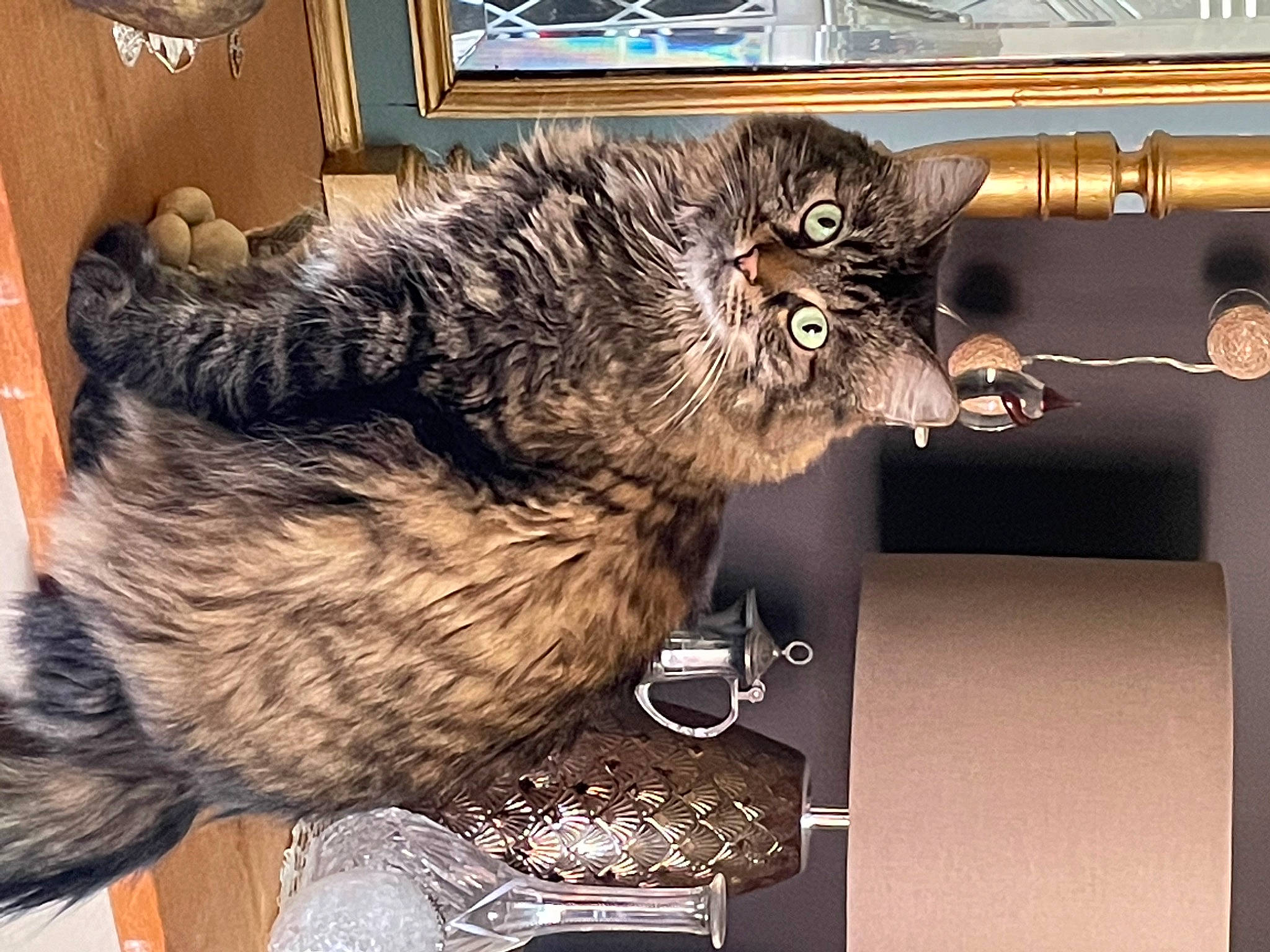 Paddy a rejoint le concours — aidez-le/la à gagner de superbes lots ! big_cats, canidae, carnivore, claw, companion_dog, domestic_short_haired_cat, feather, felidae, fur, human_leg, metal, paw, small_to_medium_sized_cats, snout, sporting_group, tail, terrestrial_animal, whiskers, wing, wood