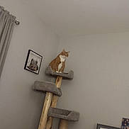 Ryder is registered to the contest to win money with this photo: cat, cat_tree, orange_cat, indoor, furniture, wall, curtain, framed_picture, pet, animal, home, corner, sitting, multi_level, wood, gray, decor, cozy, resting, domestic_cat