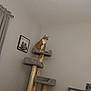cat, cat_tree, orange_cat, indoor, furniture, wall, curtain, framed_picture, pet, animal, home, corner, sitting, multi_level, wood, gray, decor, cozy, resting, domestic_cat
