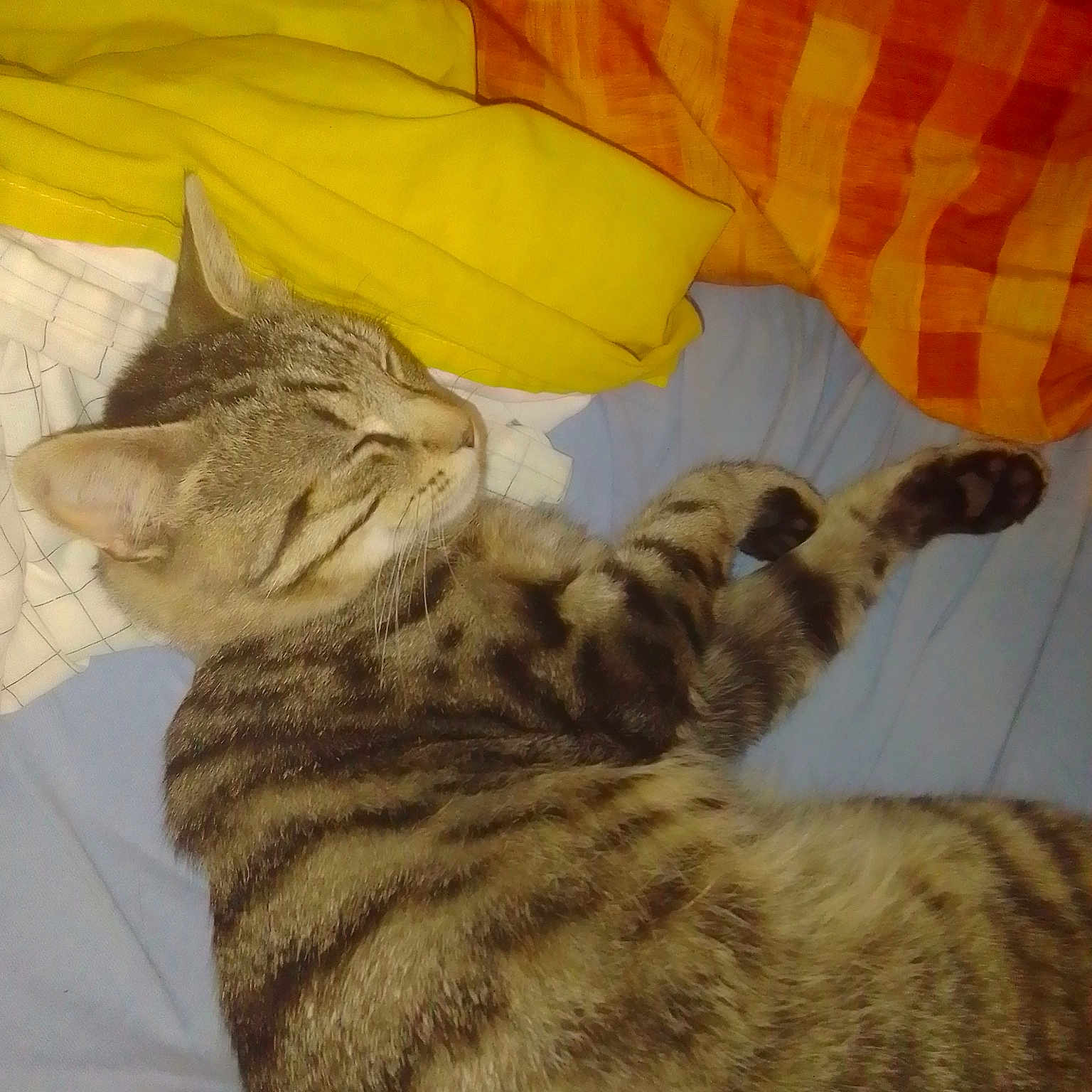 Chupapi