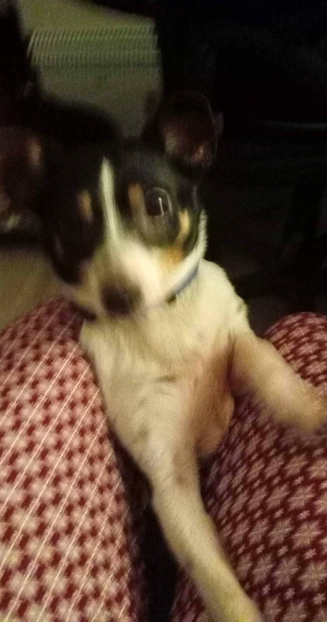 Rosie a rejoint le concours — aidez-le/la à gagner de superbes lots ! canidae, carnivore, chihuahua, comfort, companion_dog, dog, dog_breed, fawn, fur, non_sporting_group, pattern, paw, plaid, snout, sporting_group, tail, tartan, toy_dog, whiskers, working_animal