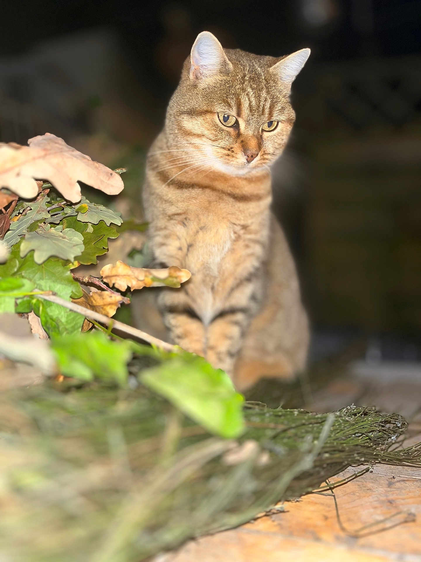 Shana participe au concours pour gagner de l'argent avec cette photo : cat, tabby, animal, pet, outdoor, leaves, twigs, nature, fur, whiskers, ears, eyes, closeup, focus, sitting, brown, green, wood, night, background_blur