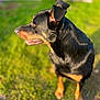 dog, rottweiler, black, tan, outdoor, grass, pet, canine, animal, side_view, sunlight, daylight, fur, ears, mouth, nose, standing, nature, portrait, friendly