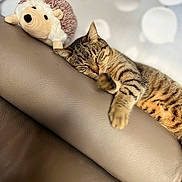 Milka a rejoint le concours — aidez-le/la à gagner de superbes lots ! cat, tabby_cat, plush_toy, hedgehog_toy, leather_couch, relaxed, sleepy, furniture, indoor, soft_toy, pet, animal, brown, cozy, blurred_background, resting, cute, companion, domestic_animal, home