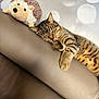 cat, tabby_cat, plush_toy, hedgehog_toy, leather_couch, relaxed, sleepy, furniture, indoor, soft_toy, pet, animal, brown, cozy, blurred_background, resting, cute, companion, domestic_animal, home