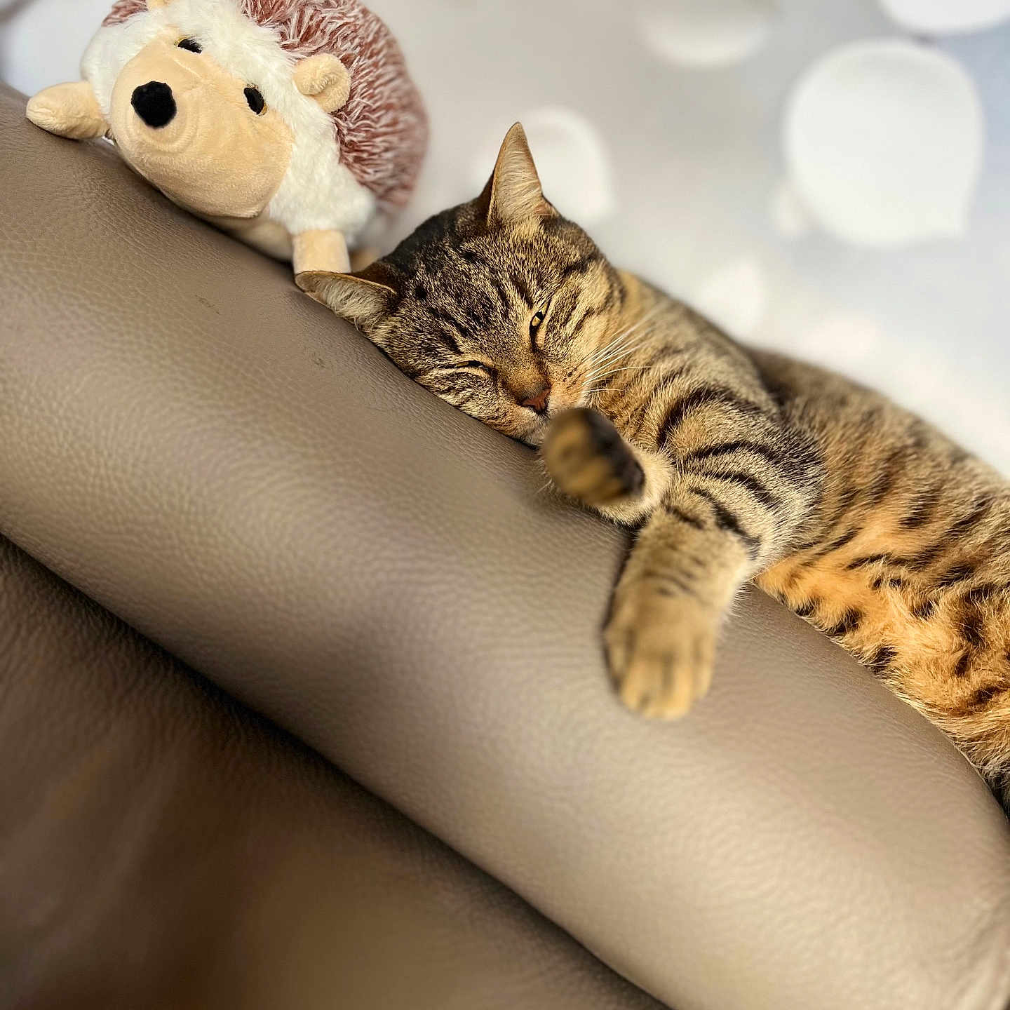 Milka a rejoint le concours — aidez-le/la à gagner de superbes lots ! animal, blurred_background, brown, cat, companion, cozy, cute, domestic_animal, furniture, hedgehog_toy, home, indoor, leather_couch, pet, plush_toy, relaxed, resting, sleepy, soft_toy, tabby_cat