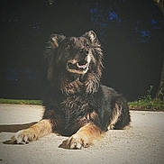 Julius a rejoint le concours — aidez-le/la à gagner de superbes lots ! dog, canine, outdoor, sunlight, pavement, fur, pet, animal, happy, alert, muzzle, ears, nose, tongue, shadow, nature, grass, tree, portrait, lying_down