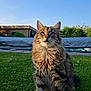 Tekila a rejoint le concours — aidez-le/la à gagner de superbes lots ! animal, architecture, backyard, building, cat, grass, house, housing, kitten, lawn, manx, nature, outdoors, park, pet, plant, shelter, sky, vegetation, yard