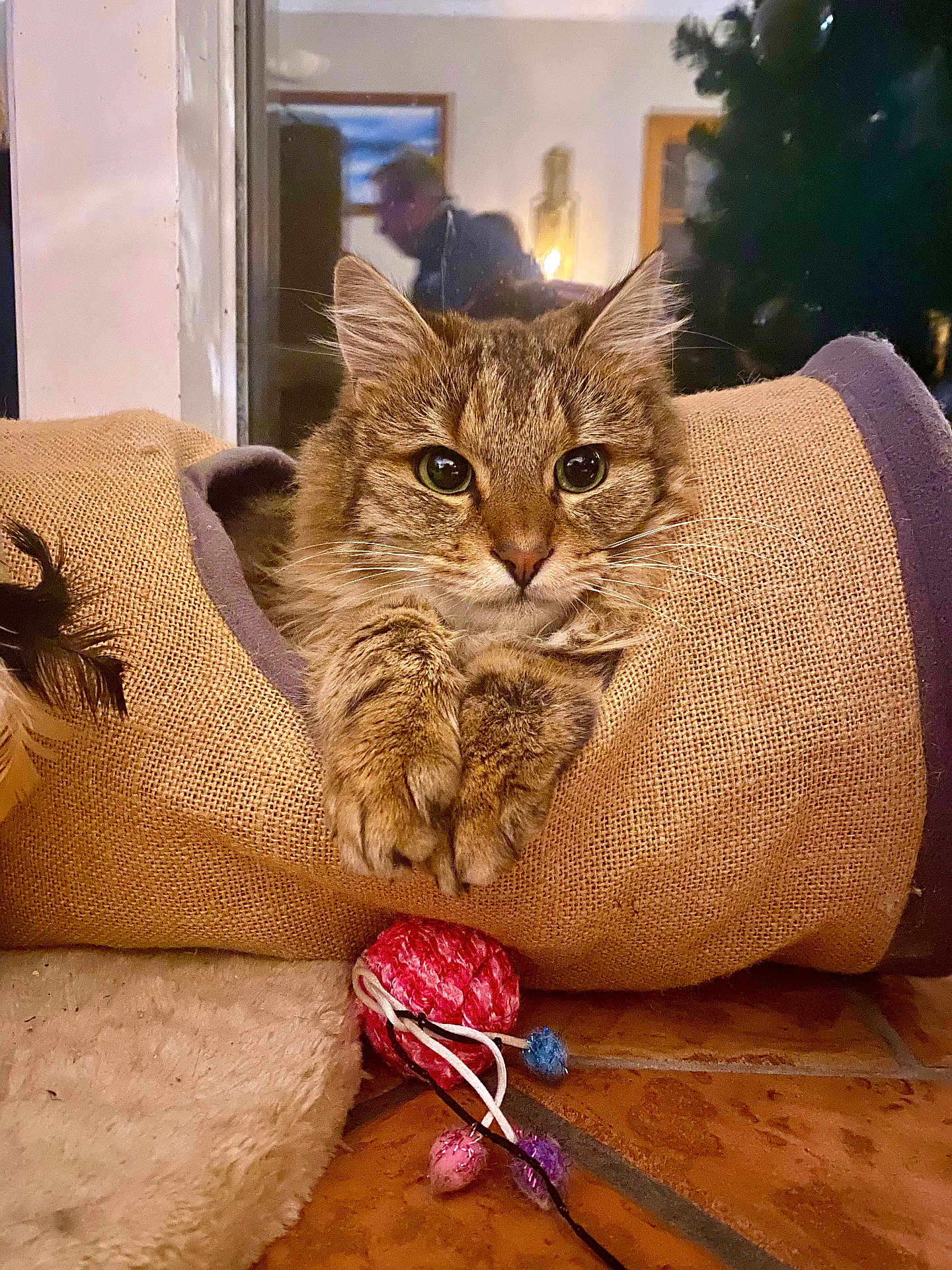 Tekila a rejoint le concours — aidez-le/la à gagner de superbes lots ! abyssinian, animal, architecture, armchair, bag, blanket, building, cat, chair, couch, cushion, furniture, hardwood, homedecor, kitten, manx, person, pet, pillow, wood