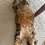 animal, architecture, building, canine, cat, couch, furniture, hardwood, homedecor, indoors, interiordesign, kitten, livingroom, manx, person, pet, plywood, room, sleeping, wood