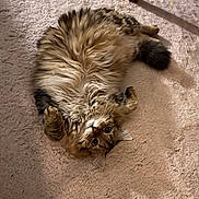 Tekila participe au concours pour gagner de l'argent avec cette photo : abyssinian, angora, animal, brasssection, cat, couch, furniture, hardwood, horn, indoors, interiordesign, kitten, manx, musicalinstrument, person, pet, plywood, siamese, sleeping, wood