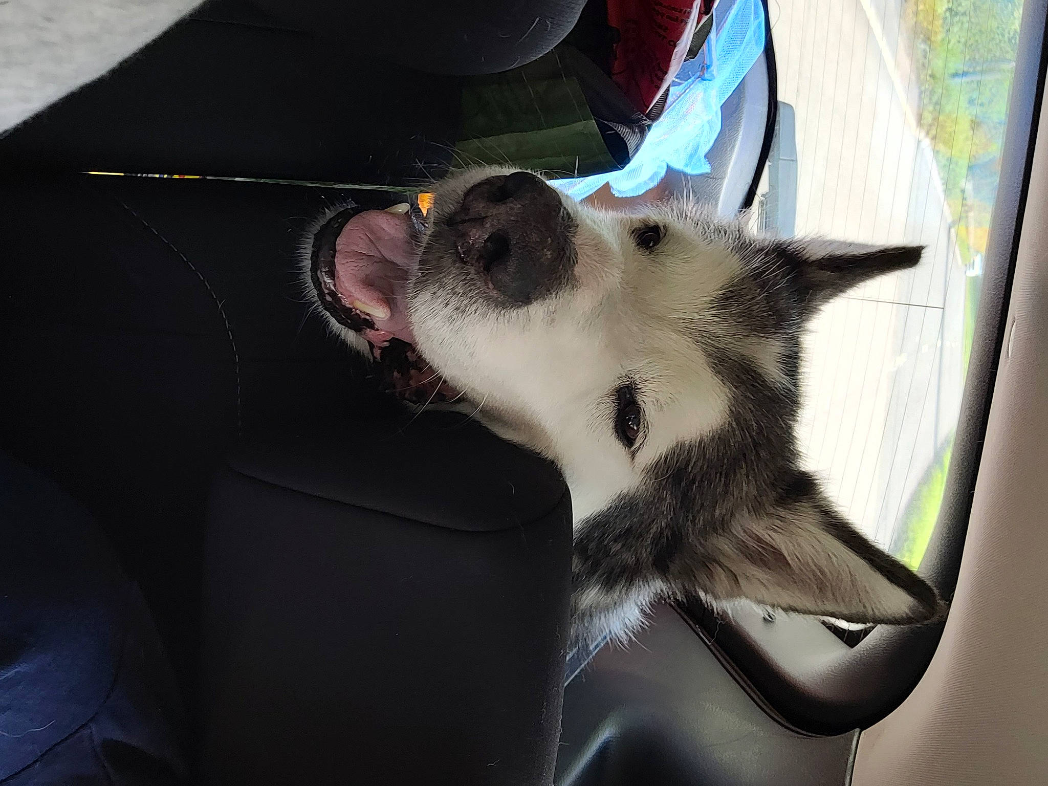 Diesel joined the competition — help win amazing prizes! auto_part, canidae, carnivore, comfort, companion_dog, dog, dog_breed, fawn, felidae, foot, fur, non_sporting_group, paw, small_to_medium_sized_cats, sporting_group, terrestrial_animal, tints_and_shades, whiskers, window, working_dog