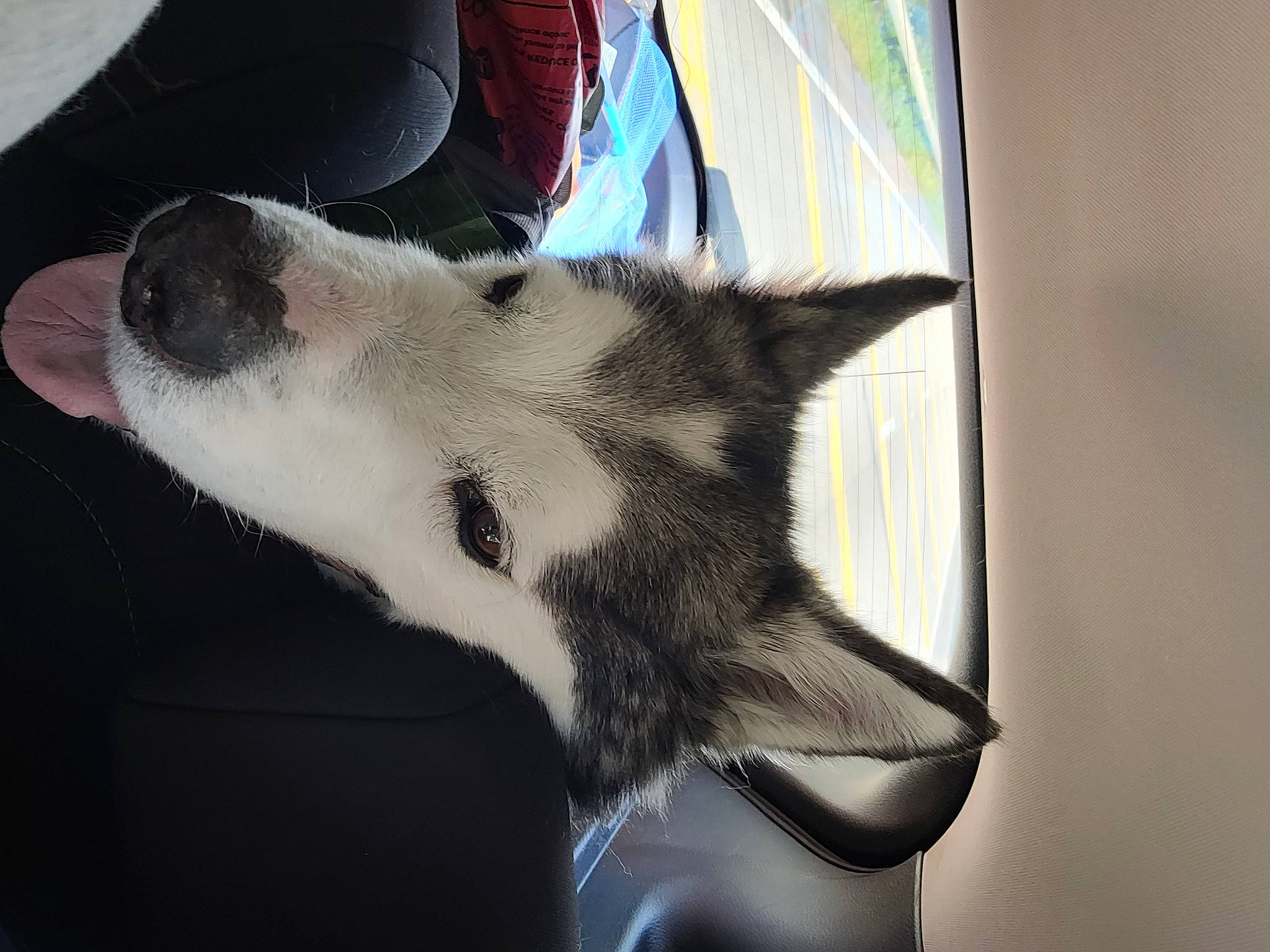 Diesel joined the competition — help win amazing prizes! canidae, carnivore, comfort, companion_dog, dog, dog_breed, felidae, flooring, foot, fur, human_leg, jaw, paw, small_to_medium_sized_cats, snout, sporting_group, tail, whiskers, window, working_animal