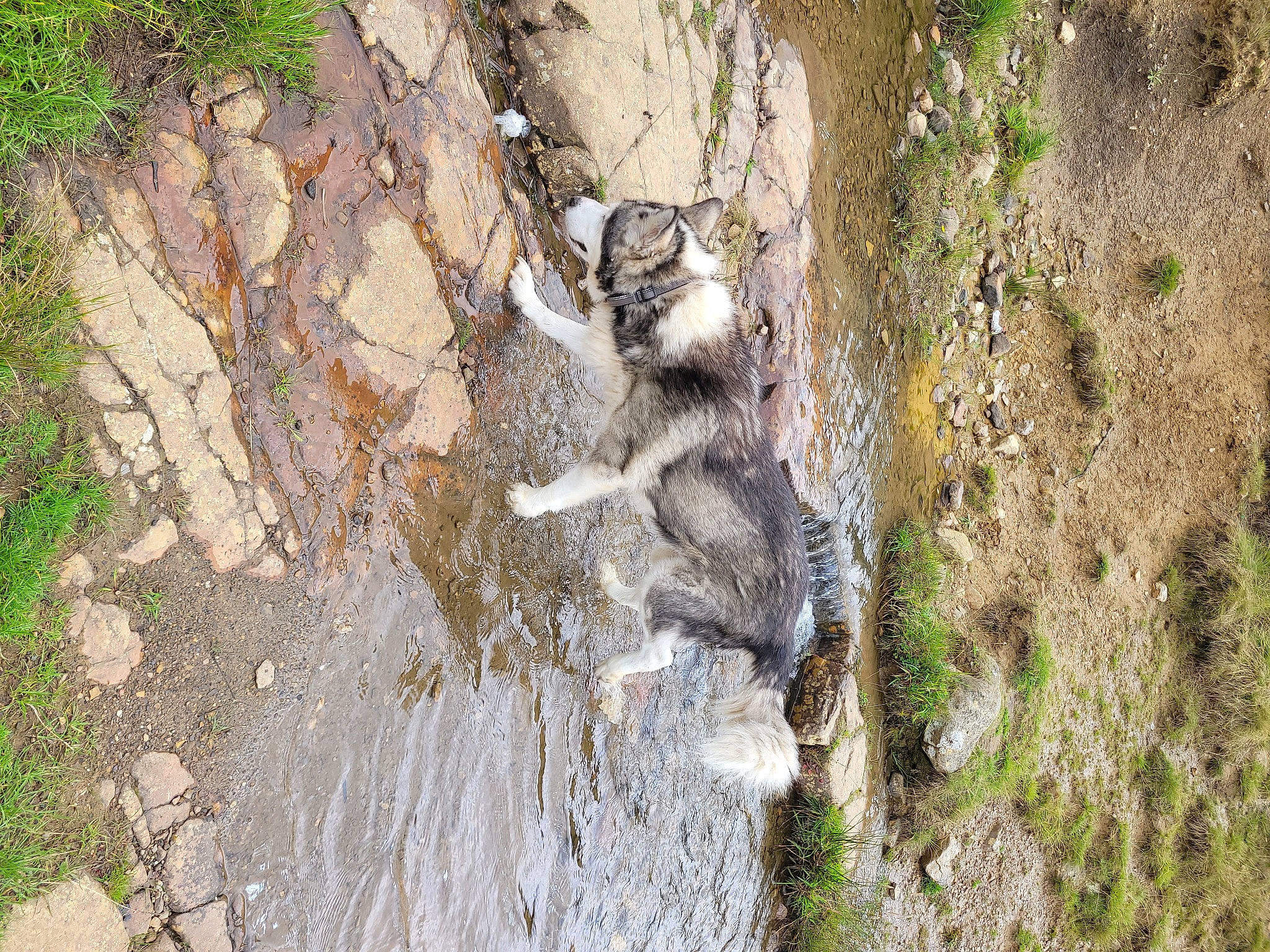 Diesel joined the competition — help win amazing prizes! bedrock, canidae, carnivore, grass, outcrop, plant, recreation, rock, soil, sporting_group, tail, terrestrial_animal, tree, trunk, water, wildlife, wood, working_animal