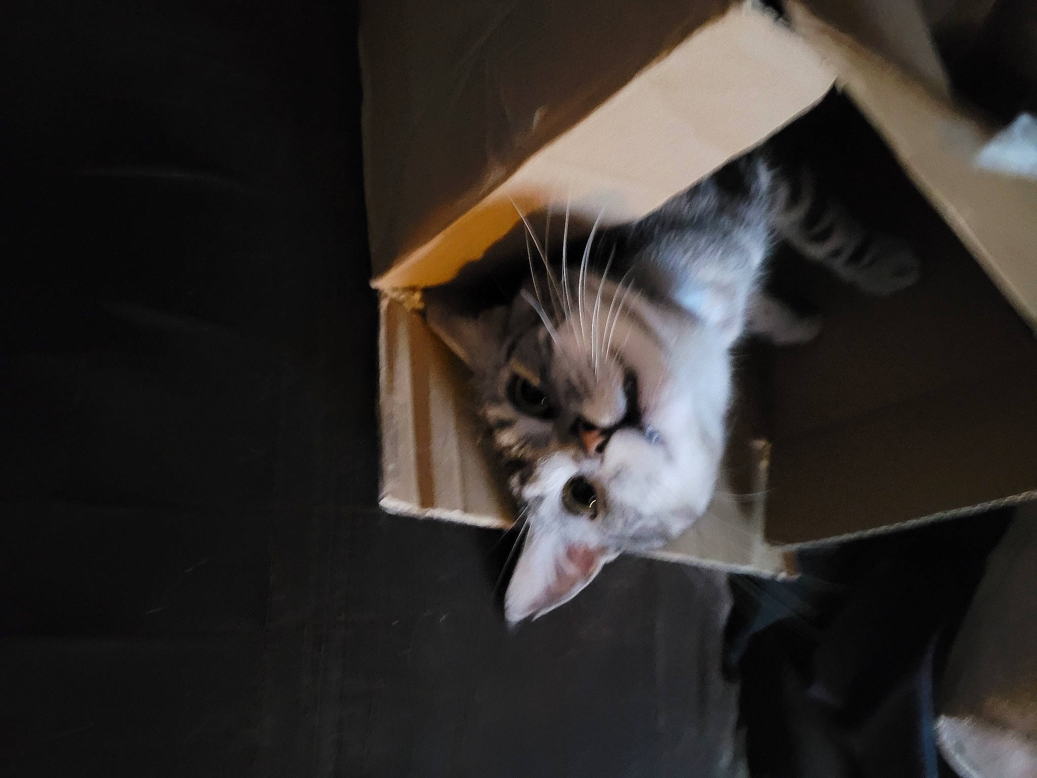 Pearl is registered to the contest to win money with this photo: canidae, carnivore, cat, claw, darkness, dog_breed, domestic_short_haired_cat, fang, felidae, fur, paw, photo_caption, room, small_to_medium_sized_cats, snout, sporting_group, tail, whiskers, wildlife