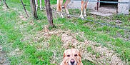 Pago a rejoint le concours — aidez-le/la à gagner de superbes lots ! dog, golden_retriever, horse, farm, grass, fence, barn, outdoor, animal, pet, nature, greenery, rural, happy, smiling_dog, field, trees, daylight, mammal, domestic_animal