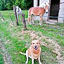 dog, golden_retriever, horse, farm, grass, fence, barn, outdoor, animal, pet, nature, greenery, rural, happy, smiling_dog, field, trees, daylight, mammal, domestic_animal