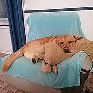 Pago a rejoint le concours — aidez-le/la à gagner de superbes lots ! dog, golden, stuffed_animal, plush_toy, chair, blanket, indoor, cozy, relaxed, sleepy, pet, fur, tail, resting, comfort, home, floor, curtain, window, furniture