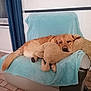 dog, golden, stuffed_animal, plush_toy, chair, blanket, indoor, cozy, relaxed, sleepy, pet, fur, tail, resting, comfort, home, floor, curtain, window, furniture