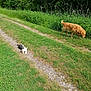 Pago participe au concours pour gagner de l'argent avec cette photo : dog, cat, grass, path, greenery, outdoor, nature, animal, pet, golden_retriever, tabby_cat, sniffing, relaxing, summer, sunlight, hedge, wild_plants, peaceful, companion, serene