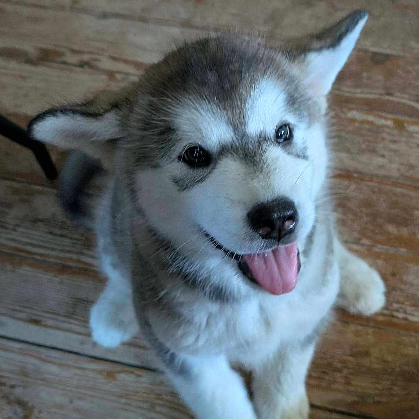 Baila participe au concours pour gagner de l'argent avec cette photo : adorable, animal, canine, close_up, cute, dog, domestic_animal, friendly, fur, happy, indoor, mammal, pet, playful, puppy, sitting, smiling, tongue_out, wooden_floor, young_dog